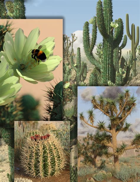 Desert Cacti And Joshua Trees Daz 3d