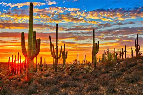 Secrets Of Our Sonoran Desert The Luckys North Scottsdale North