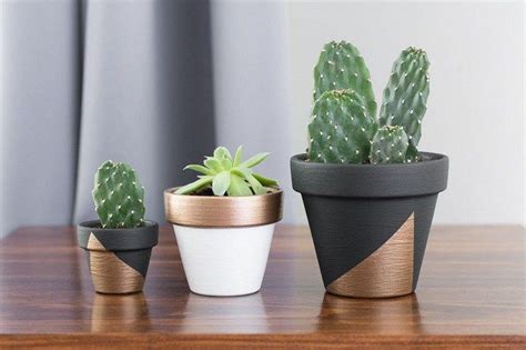 En macetas, generalmente se realiza un trasplante al pasar los dos a cuatros años. Plantas suculentas - Cómo cultivar y regar suculentas ...