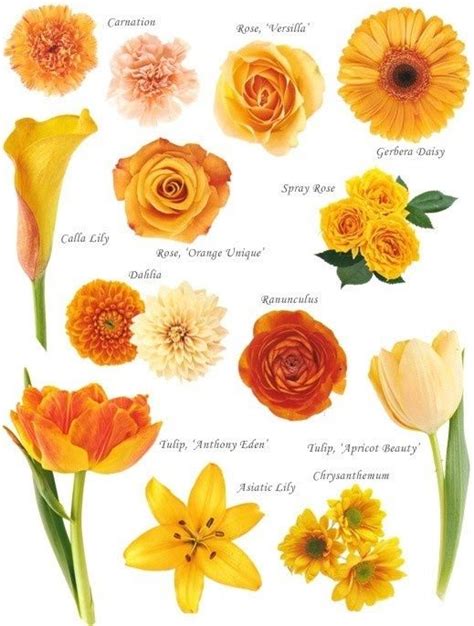 Names Of Orange Flowers Floral Designs Pinterest Flower Names