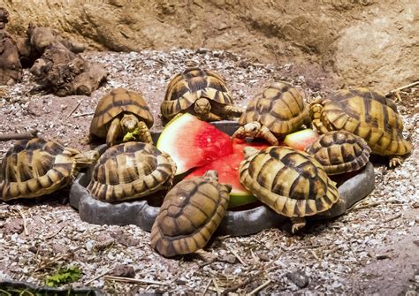 Tiny Egyptian Tortoises Teach Us A Big Lesson In Hope