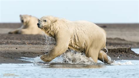 The Bears Of Kaktovik Polar Bear Photography Tips And Tour Recap