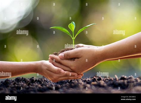 Human Hands Help Plant Seedlings In The Ground The Concept Of Forest