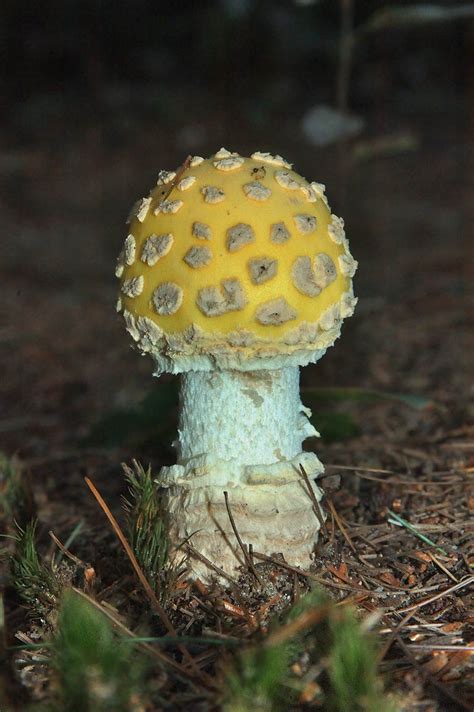 Mushroom Identification Massachusetts All Mushroom Info