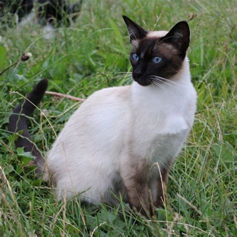 The Beautiful Siamese Cat Is A Very Affectionate Feline That Requires