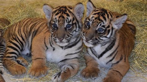 Adorable Tiger Cubs Youtube
