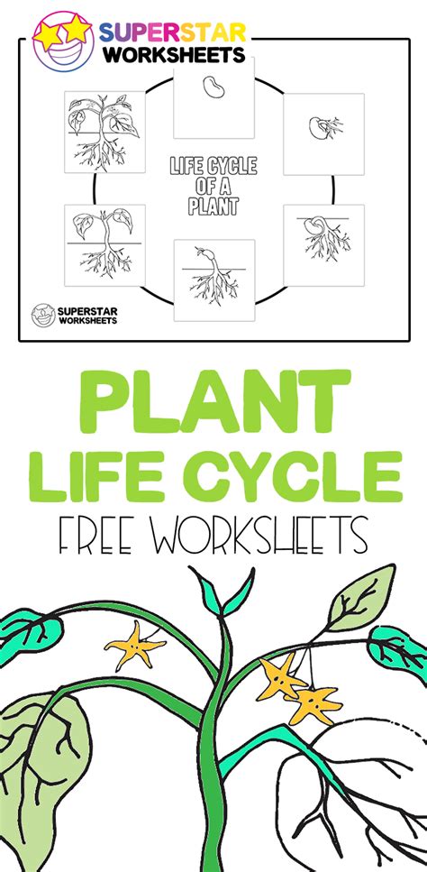 Plant Life Cycle Worksheets Students Can Use These Free Life Cycle Of