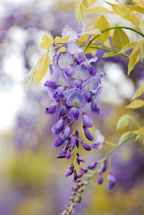 17 Best Images About Wisteria On Pinterest Gardens Parks And Vines