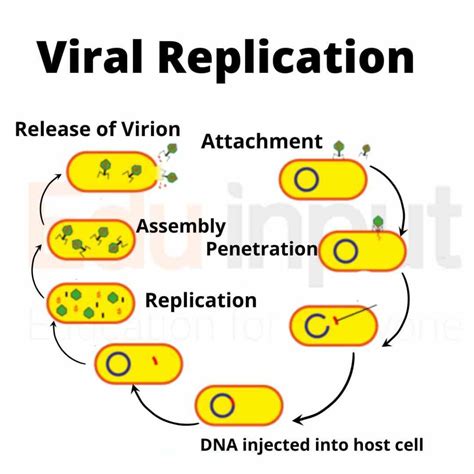 Reproduction In Viruses Step By Step Guide To Viral Replication