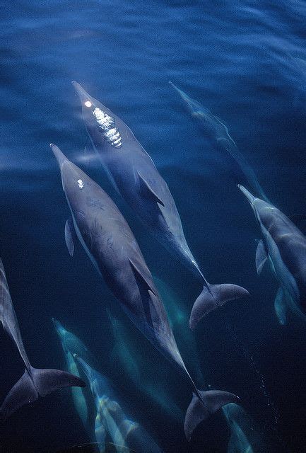 Assorted Dolphins By Fotolen Beautiful Creatures Animals Beautiful