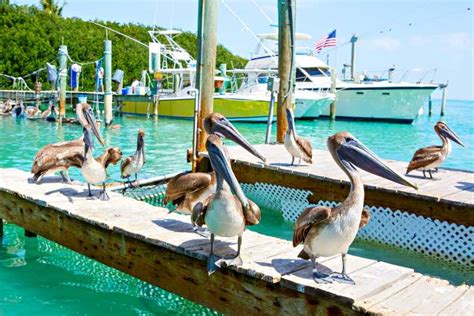 From Miami Key West Full Day Trip With Transfer Getyourguide