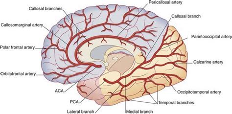 Blood Supply Of The Brain Clinical Gate