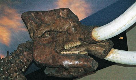 Mammut Americanum American Mastodon Pleistocene Aucill Flickr