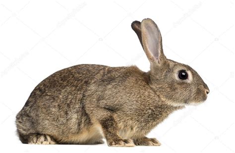 Conejo Europeo O Conejo Común 3 Meses De Edad Oryctolagus Cuniculus