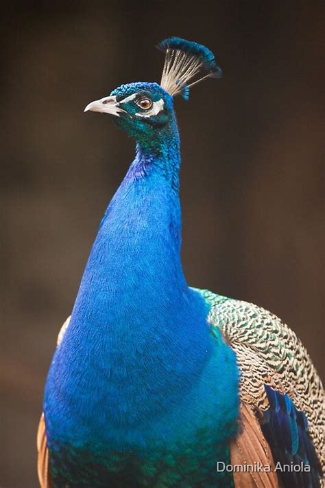 Male Indian Peafowl By Dominika Aniola Redbubble