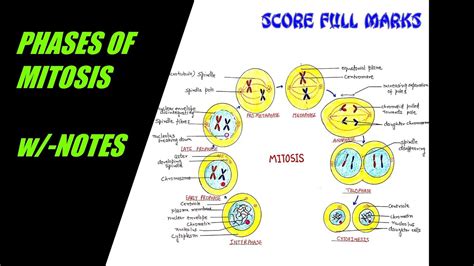 How To Draw Easily Mitosis Phases Of Mitosis Cell Division W
