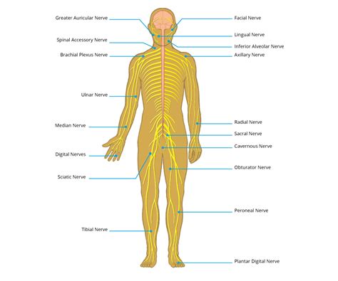 Peripheral Nerve Injury Map Axogen Inc Axgn