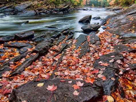 Mountain River Rocky Coast With Autumnal Red Leaves Ontario Canada