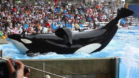Tilikum The World Famous Captive Killer Whale Save The Orcas