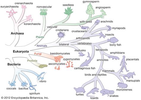 Domain Archaea Characteristics