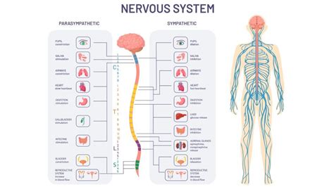 Fight Or Flight The Sympathetic Nervous System Spine Surgery Human