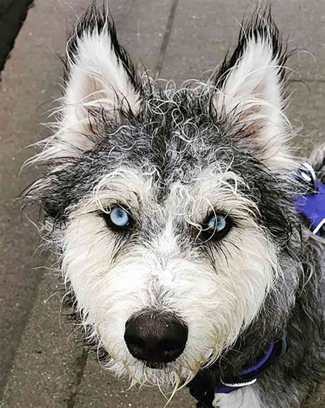 10 Beautiful Husky Mixes That Are Ready To Go Wherever Whenever