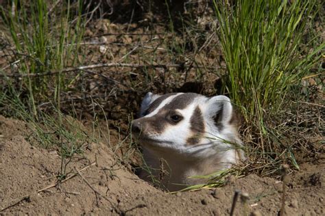 Baby Badger Pictures On Animal Picture Society