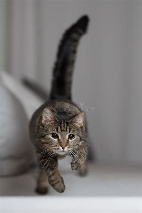 Playful Tabby Cat Jumping Over Couch Stock Photo Image Of Field