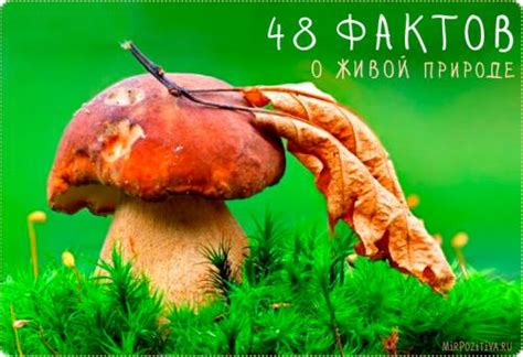 Интересное в мире природы. Факты о живой природе | Интересные факты