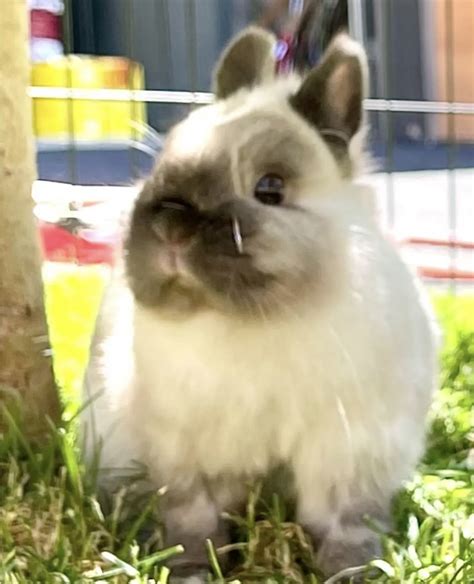 Netherland Dwarf Rabbit For Sale In United States 9