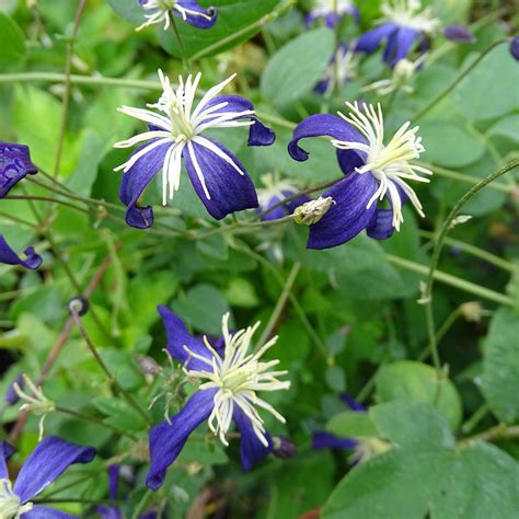 Clématite Aromatica Clematis Flammula à Fleurs étoilées Bleu Violet