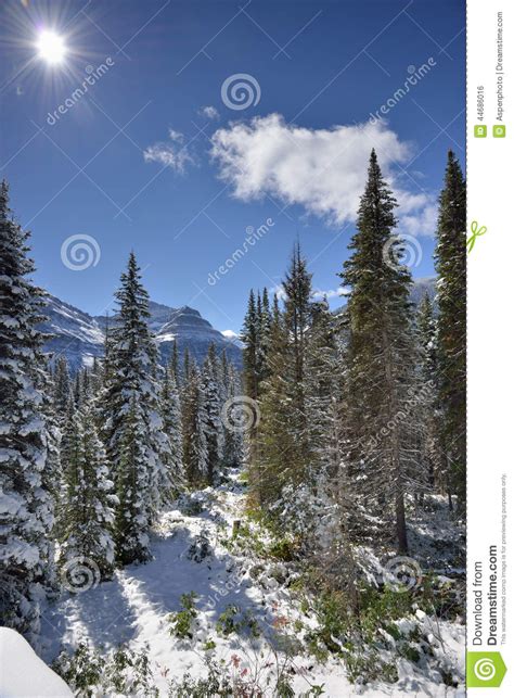 Snowy Landscape In Glacier National Park Stock Photo Image Of Forest
