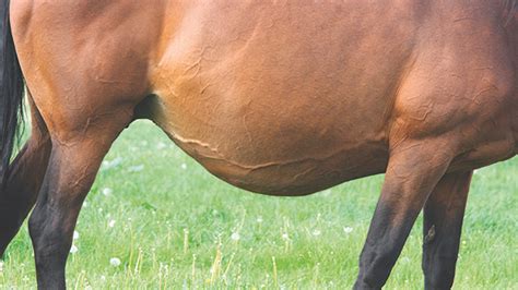 First Case Of Fragile Foal Syndrome Found In Thoroughbred Horse My