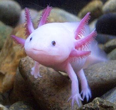 The name axolotl is also. Axolotl - Mexican Mudkip, Never Grows Up | Animal Pictures ...