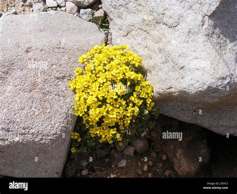 Very Beautiful Yellow Wildflowers Among The Rocks Stock Photo Alamy