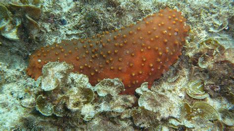 Sea Cucumbers Protected By Cites For The First Time Wwf