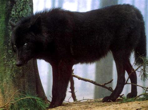 Watching Black Wolf Wolf Dog Wolf Hybrid