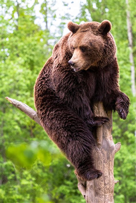 Brown Bear Sitting On Top Of The Tree By Dmitri Gomon Brown Bear