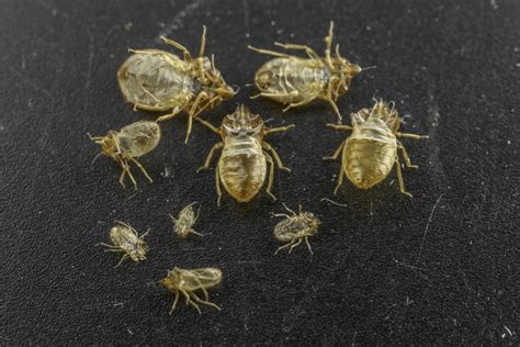 Using Bed Bug Shed Skins To Combat The Pest Scienmag Bed Bugs Bugs