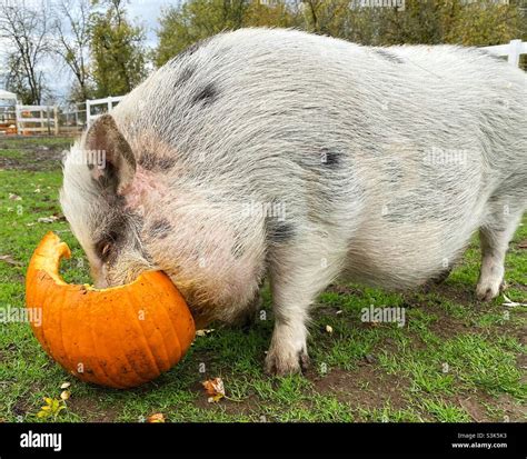 A Large Pig Eating A Pumpkin Stock Photo Alamy