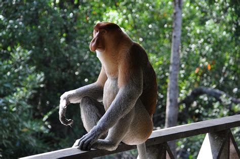 Best Time To See Proboscis Monkeys In Borneo 2024 Roveme