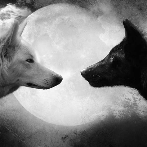 10 Top Black And White Wolves Together Wallpaper Full Hd 1080p For Pc