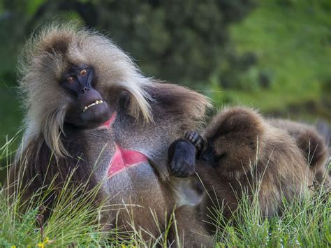 Gelada mountain monkeys | Baboon, Animals, Primates