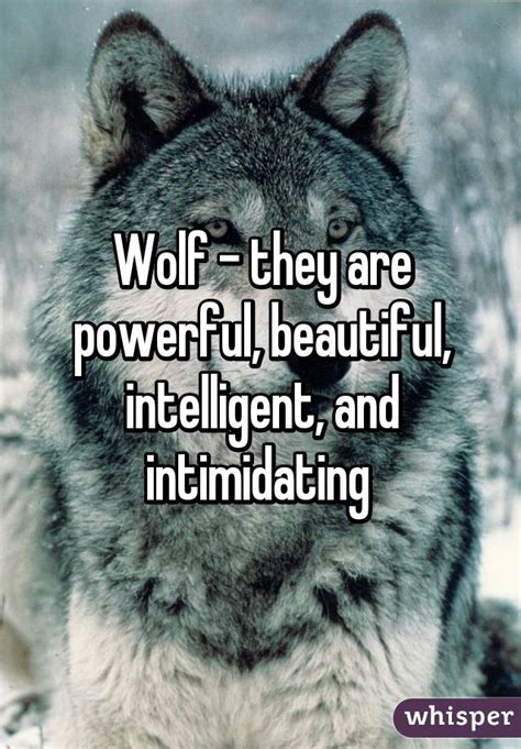 Wolf They Are Powerful Beautiful Intelligent And Intimidating