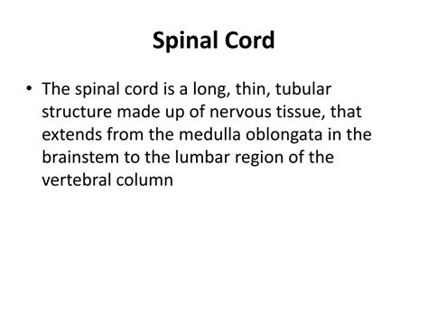 Ppt Spinal Cord Powerpoint Presentation Free Download Id9000331