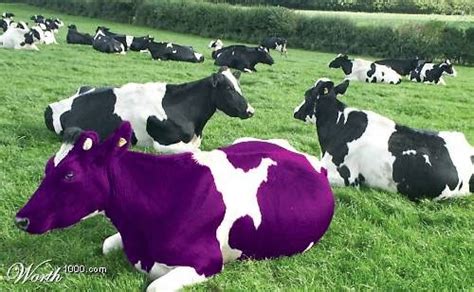 Lo fundamental de la vaca púrpura es que es extraordinaria. PDF l La Vaca Púrpura (Pequeña Guía) ~ MundoKraker.com