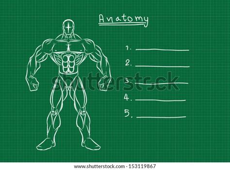 Male Anatomy Front Reference Stock Vector Royalty Free 153119867