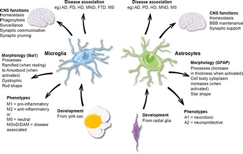 Microglial Cells Function