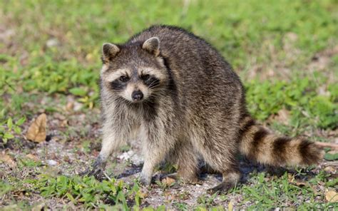 Raccoon Dangers Are Raccoons Harmful