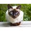 Most Affectionate Cat Breeds  Readers Digest Canada